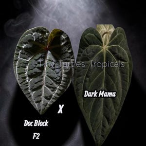 Puede incluir: Dos hojas de Anthurium verde oscuro, una etiquetada como "Doc Block F2" y la otra como "Dark Mama", se muestran sobre un fondo negro. Las hojas tienen vetas prominentes y una superficie texturizada. El texto "Tiny Turtles Tropicals" tambi&eacute;n es visible.