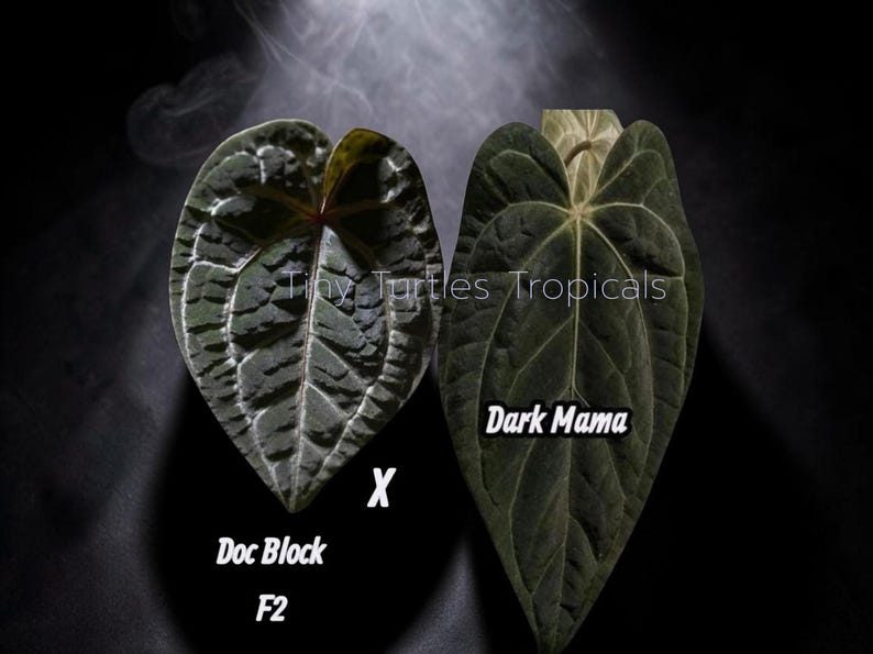 Puede incluir: Dos hojas de Anthurium verde oscuro, una etiquetada como "Doc Block F2" y la otra como "Dark Mama", se muestran sobre un fondo negro. Las hojas tienen vetas prominentes y una superficie texturizada. El texto "Tiny Turtles Tropicals" tambi&eacute;n es visible.
