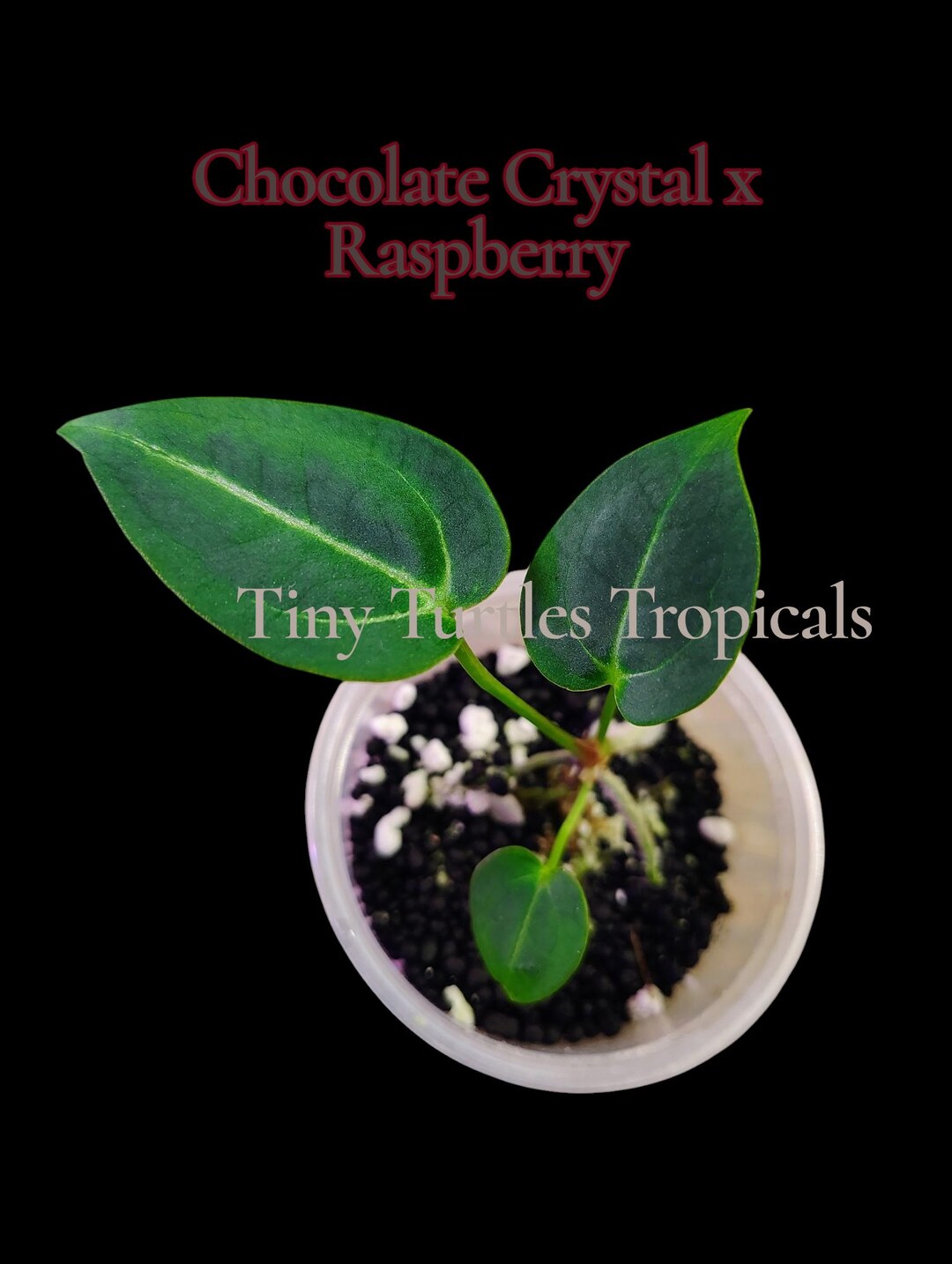 Anthurium Bundle: Chocolate Crystal X Raspberry, XS Pure Magnificum ...