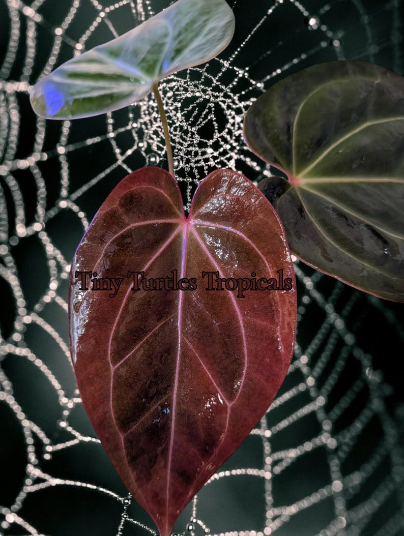 Op de afbeelding: Close-up van een donkerrood blad met opvallende nerven, bedekt met waterdruppels. De wazige achtergrond toont een spinnenweb en andere bladeren. De tekst "Tiny Turtles Tropicals" is zichtbaar.