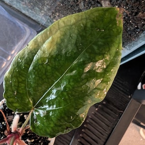 May include: A close-up of a large, glossy green leaf with prominent veins. The leaf is part of a plant in a small white pot with dark soil. The leaf has some yellowing and water droplets.
