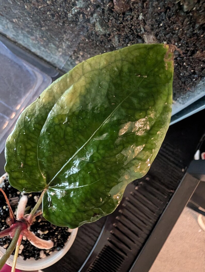 May include: A close-up of a large, glossy green leaf with prominent veins. The leaf is part of a plant in a small white pot with dark soil. The leaf has some yellowing and water droplets.