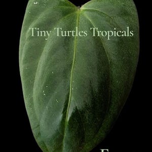 Puede incluir: Una hoja verde oscuro en forma de coraz&oacute;n con venas prominentes y una textura brillante. El texto "Tiny Turtles Tropicals" est&aacute; impreso en la hoja, con la palabra "Exact" debajo, todo sobre un fondo negro.
