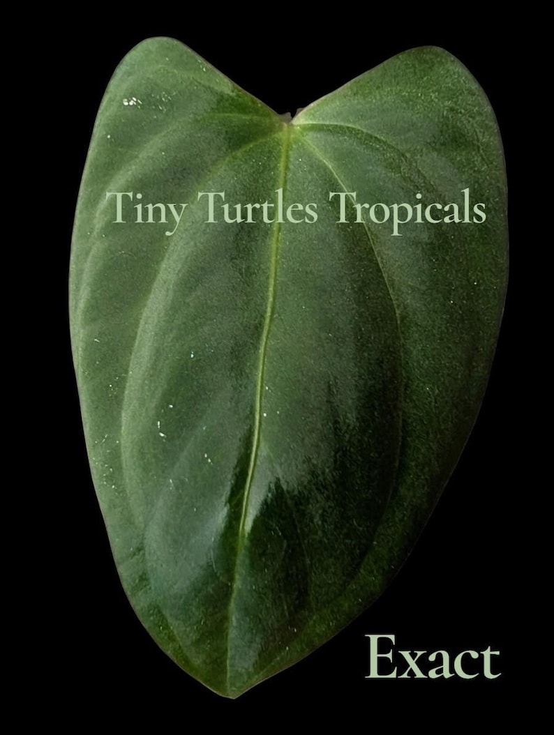 Puede incluir: Una hoja verde oscuro en forma de coraz&oacute;n con venas prominentes y una textura brillante. El texto "Tiny Turtles Tropicals" est&aacute; impreso en la hoja, con la palabra "Exact" debajo, todo sobre un fondo negro.