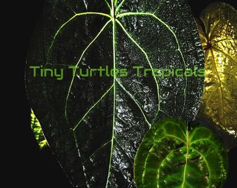 Electric AOS Anthurium: Tezula Ace of Spades x Dark Forgetti cutting