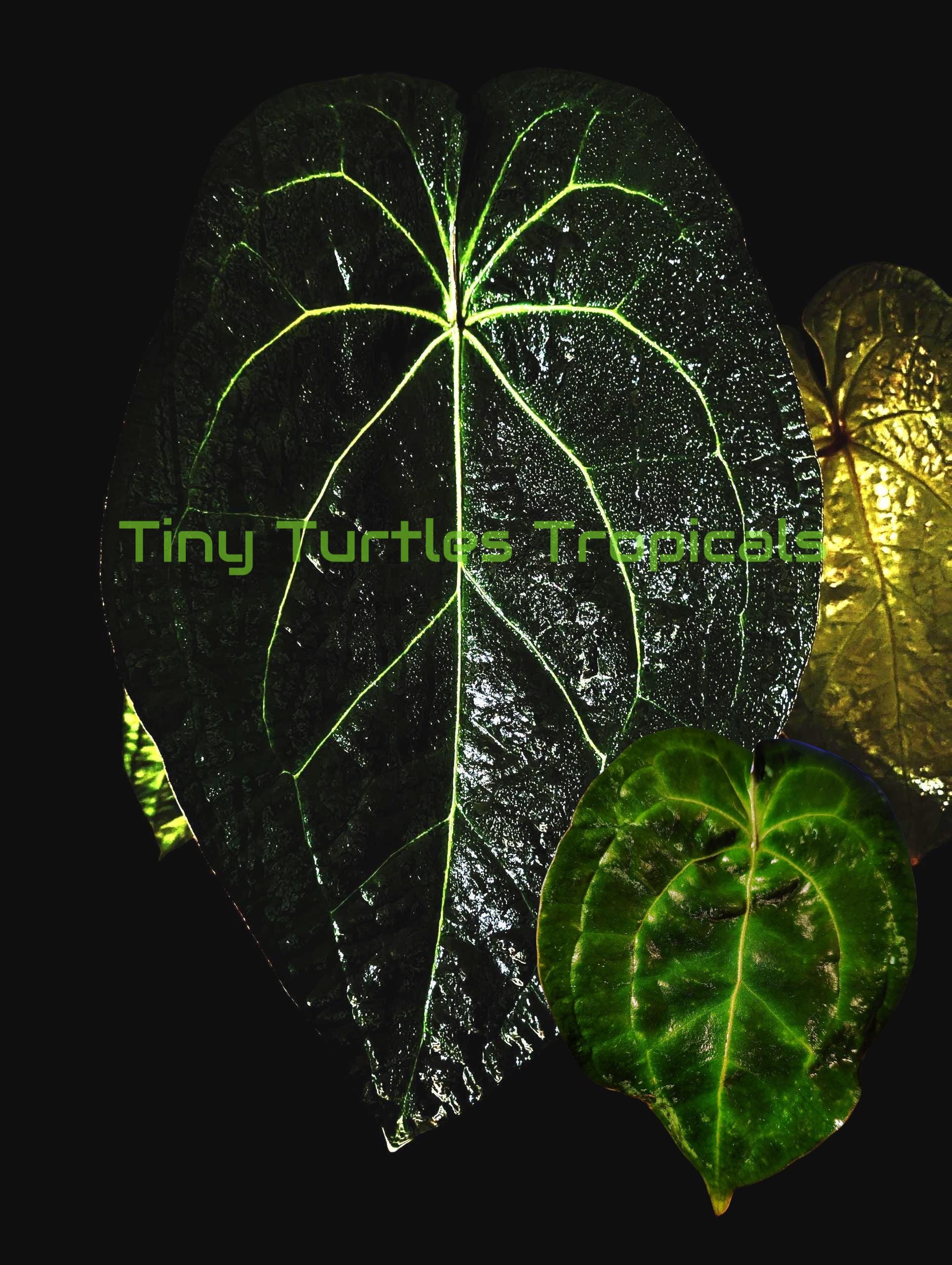Anthurium Ace of Spades Tezula Dark Form - Etsy