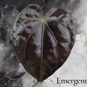 K&ouml;nnte beinhalten: Ein einzelnes herzf&ouml;rmiges Blatt mit einer tiefdunklen violetten und schwarzen gl&auml;nzenden Oberfl&auml;che, das markante Adern aufweist, die von der Mitte ausstrahlen. Das Wort Emergent ist in einer einfachen schwarzen Serifenschrift unten rechts gedruckt.