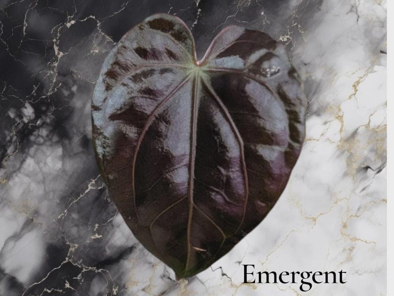 K&ouml;nnte beinhalten: Ein einzelnes herzf&ouml;rmiges Blatt mit einer tiefdunklen violetten und schwarzen gl&auml;nzenden Oberfl&auml;che, das markante Adern aufweist, die von der Mitte ausstrahlen. Das Wort Emergent ist in einer einfachen schwarzen Serifenschrift unten rechts gedruckt.