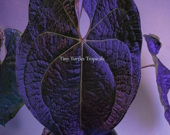 Anthurium Tezula Ace of Spades x Luxurians hybrid plant: UPDATED