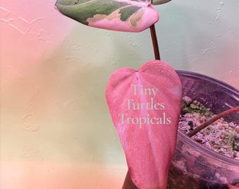 Variegated Albo Type 1 Gloriosum Philodendron Pink: bottom cutting option
