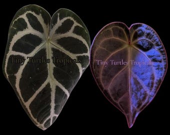 Cristal Oscuro de Anthurium: artículo promocional por tiempo limitado