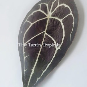 May include: A dark burgundy leaf with prominent white veining. The leaf is elongated with a pointed tip and a textured surface. The text "Tiny Turtles Tropicals" is visible near the base of the leaf. The leaf is set against a white background.