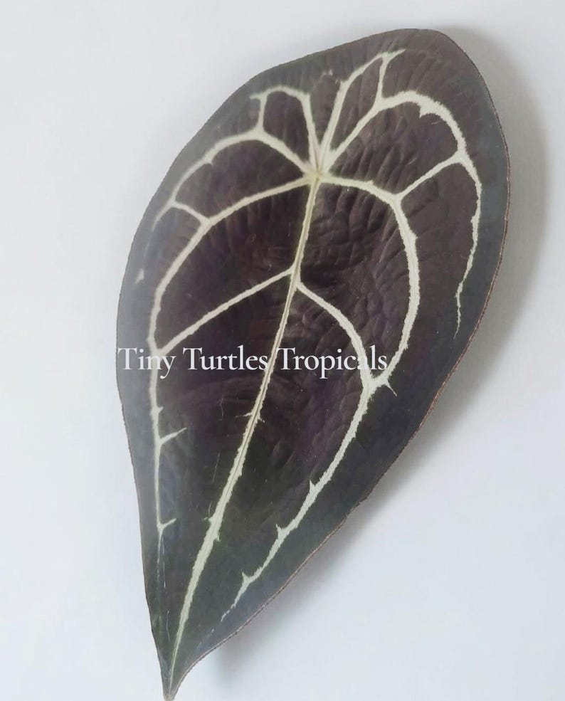 May include: A dark burgundy leaf with prominent white veining. The leaf is elongated with a pointed tip and a textured surface. The text "Tiny Turtles Tropicals" is visible near the base of the leaf. The leaf is set against a white background.