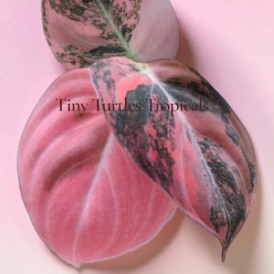 Philodendron Melanochrysum Orange Variegated - Etsy