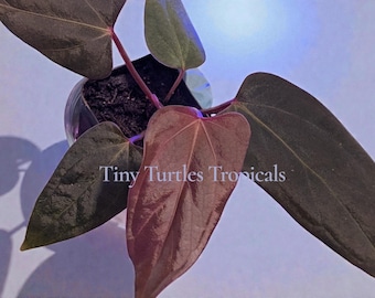 Anthurium "Mr Worldwide" :  rooted top with foliage exact plant