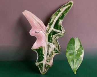 Alocasia Variegated Bundle: Pink Noblis and Pink Albo Dragon