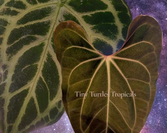 Anthurium Colorful Emergents Bundle : FSRL x Besseae and Dorayaki x Crystallinium hybrids