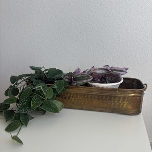 May include: A rectangular, hammered brass planter with small side handles. Inside, a trailing green plant with silver variegation sits alongside a white pot containing a plant with purple and green striped leaves that spill over the edge.