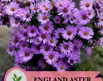 500 graines d'aster d'Angleterre - Aster novae-angliae - Fleur sauvage vivace rustique pour jardins de pollinisateurs