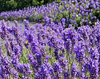 1200 English Lavender Seeds | Heirloom Non-GMO | Mosquito Repellent Herb | Fragrant Perennial for Garden