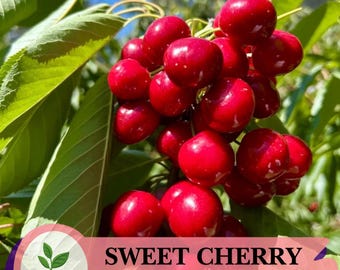 25 Sweet Cherry Tree Seeds – Prunus Avium, Easy-Grow