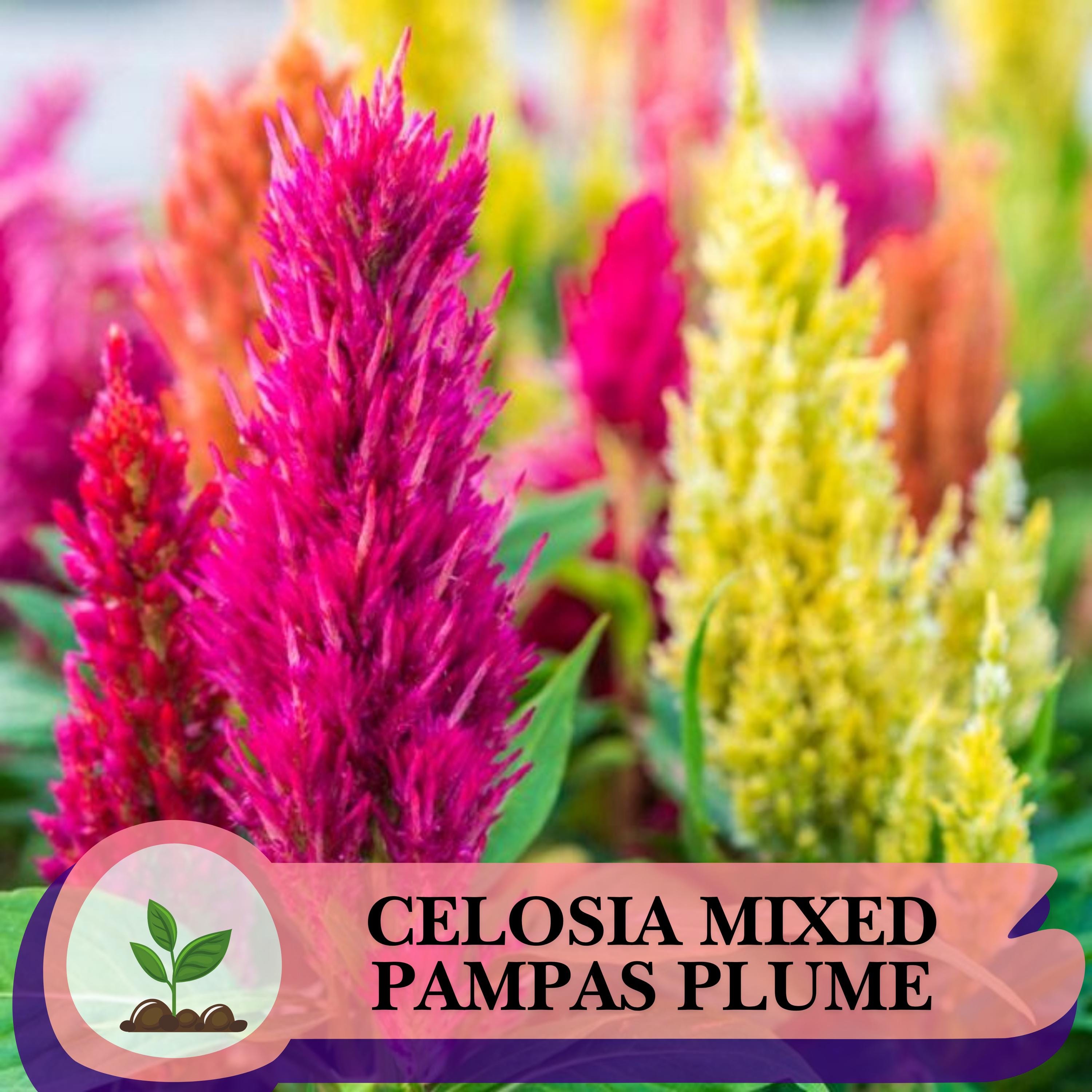 Pampas plume celosia - Etsy 日本