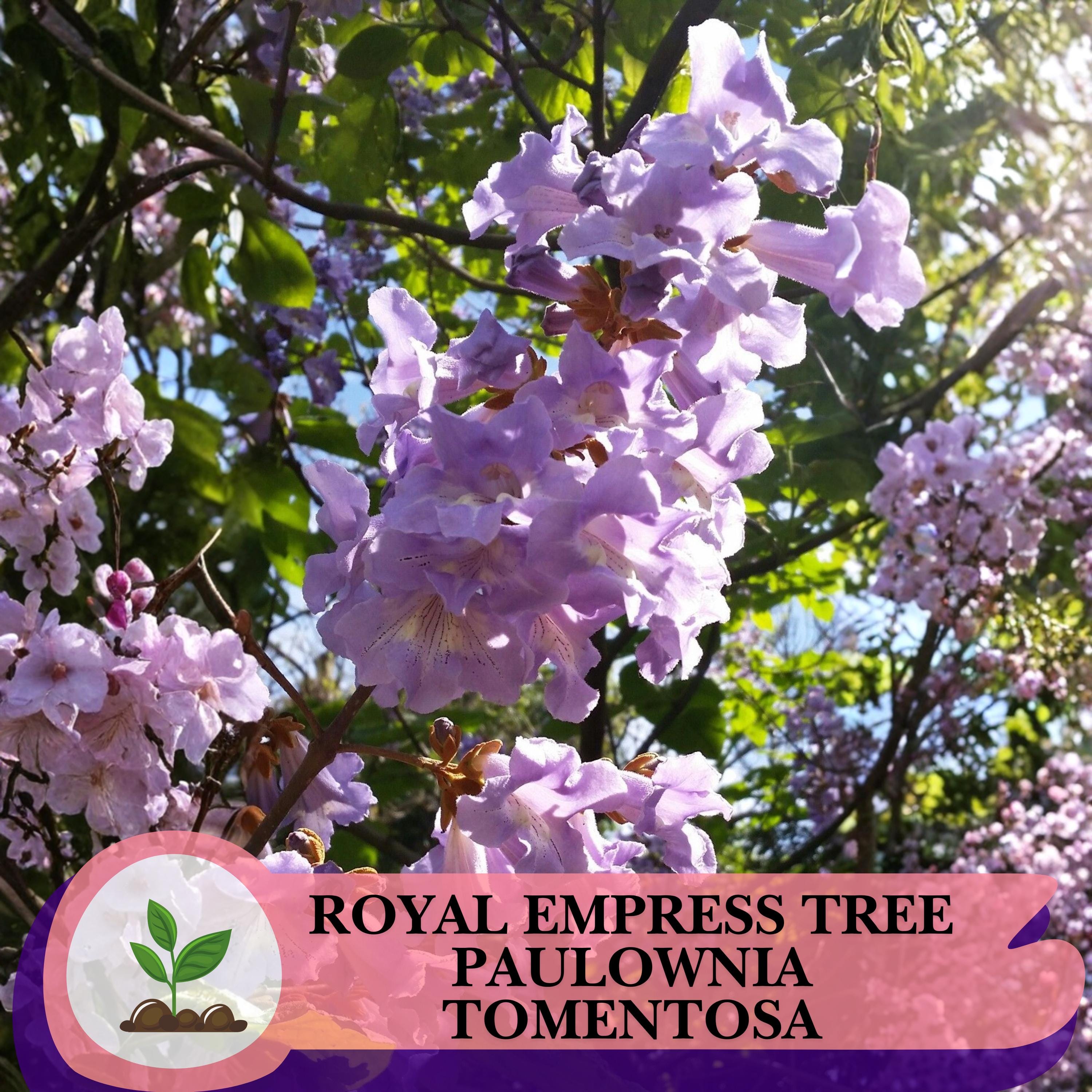 Paulownia Tomentosa Immagini E Fotografie Stock Ad Alta Risoluzione - Foto 8