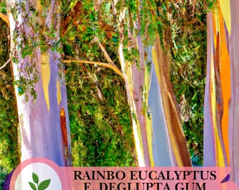 40 Rainbow Eucalyptus Seeds – Eucalyptus deglupta – Colorful Bark Tropical Tree for Landscape & Garden