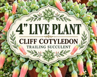 Cliff Cotyledon Succulent • Live 4" Plant • Rare Trailing Cotyledon • Fully Rooted Indoor/Outdoor