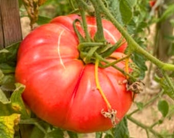 100 semi di pomodoro Beefsteak – Varietà antica non OGM, ideale per la semina in grandi giardini.