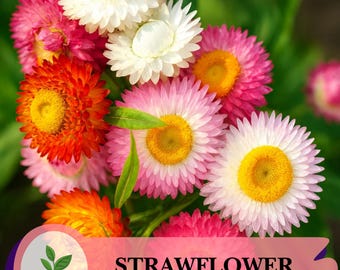 Könnte beinhalten: Ein Strauß Strohblumen in verschiedenen Farben, darunter Weiß, Rosa, Orange und Rot, mit gelben Zentren. Die Blumen stehen in voller Blüte, mit einem grünen Hintergrund. Der Text "STRAWFLOWER" wird auf einem Banner angezeigt.