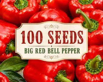 100 Big Red Bell Pepper Seeds | Heirloom Sweet Capsicum annuum Planting