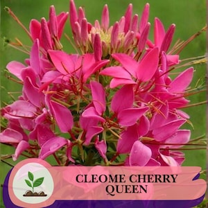 Puede incluir: Primer plano de una vibrante flor rosa Cleome Cherry Queen. Los pétalos son de un tono rosa intenso, con formas delicadas y alargadas. La flor está en plena floración, mostrando su intrincada estructura. El texto "CLEOME CHERRY QUEEN" está incluido.
