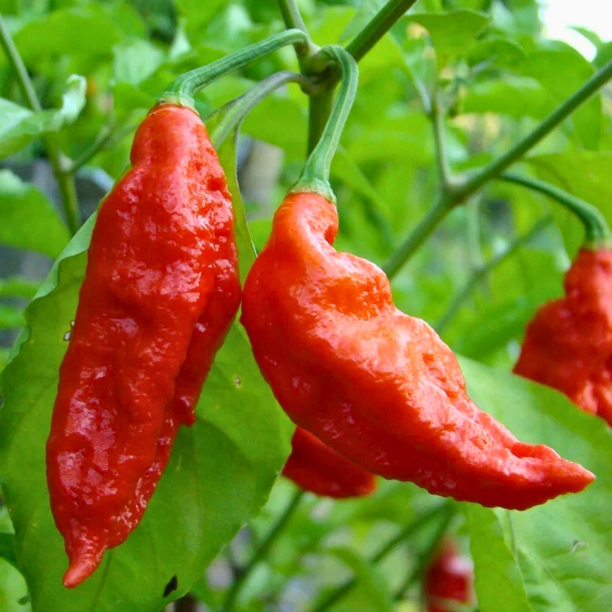 25 Ghost Pepper Seeds Bhut Jolokia – Heirloom Hot Pepper for Planting ...