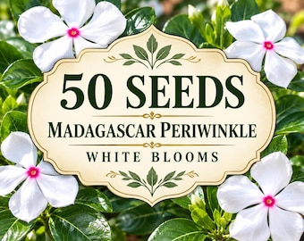 50 White Madagascar Periwinkle Seeds – Catharanthus roseus White Flowers – Long Blooming Heat Tolerant Vinca