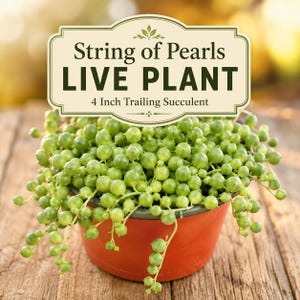 String of Pearls Live Plant | Trailing Succulent, 4 Inch Pot, Hanging Houseplant