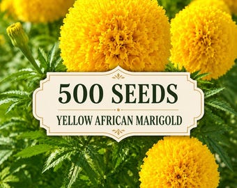 500 seeds Yellow African Marigold Seeds | Giant Double Blooms, Tall Annual Flower