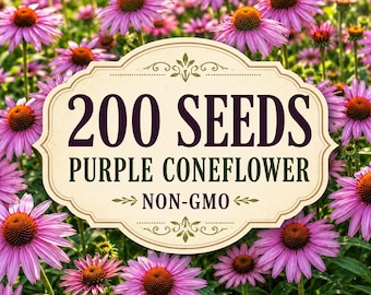 Zaden van de paarse zonnehoed – niet-genetisch gemodificeerde echinacea voor tuinen die bestuivers aantrekken.