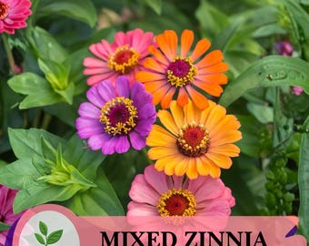 50 semillas mixtas de zinnia: flores dobles multicolores, flores anuales fáciles de cultivar para jardines de verano llenos de color.