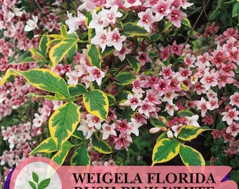 100 Sementes de Arbusto Weigela florida – Flores Rosa e Brancas à Moda Antiga – Arbusto Ornamental Clássico para Jardim