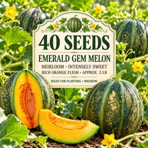 40 Emerald Gem Melon Seeds, Heirloom Muskmelon, Sweet Orange Flesh (Seeds for Planting)