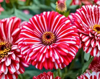 50 Peppermint Zinnia Seeds: Rare Red & White Striped Double Bloom