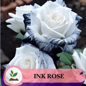 barabell White Rose × Black Velvet Black Velvet Rose Seeds - Etsy