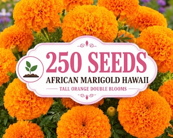 250 African Marigold Hawaii Seeds – Giant Orange Double Flowers | Tall Annual Garden Blooms