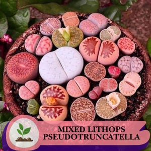 May include: A collection of mixed Lithops Pseudotruncatella succulents in a brown pot. The succulents display a variety of colors, including pink, orange, white, and brown. The image includes a logo with a plant and the text "MIXED LITHOS PSEUDOTRUNUNCATELLA".