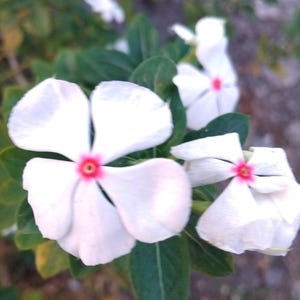 50 Madagascar Periwinkle Seeds | Pink & Red Blooms | Long Blooming | Drought Tolerant | Easy Grow