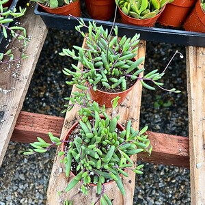 May include: Two small potted succulents with green leaves and purple stems sit on a wooden surface. The plants are in brown plastic pots. Other potted plants are visible in the background.