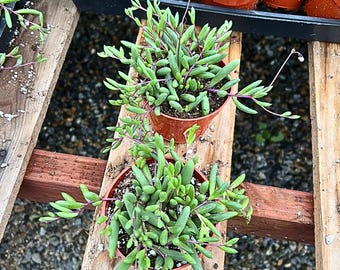 Ruby Necklace Succulent 2 Pack • Live Othonna Capensis Plants • Trailing Purple in 4" Pots