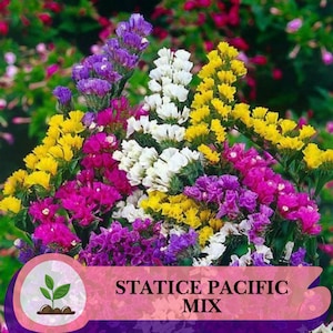 Peut inclure: Un bouquet vibrant de fleurs Statice Pacific Mix, aux teintes de jaune, blanc, violet et rose. L'image présente un gros plan des fleurs colorées, avec une bannière en bas indiquant "STATICE PACIFIC MIX".