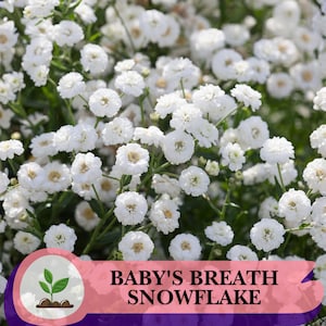 Baby’s Breath Snowflake Seeds – 100 Non-GMO Heirloom Perennial – White Cut Flowers for Bouquets & Gardens